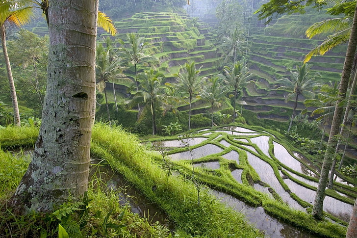 rizières en terrasses, asie, rizières, palmiers, économie, Fond d'écran HD