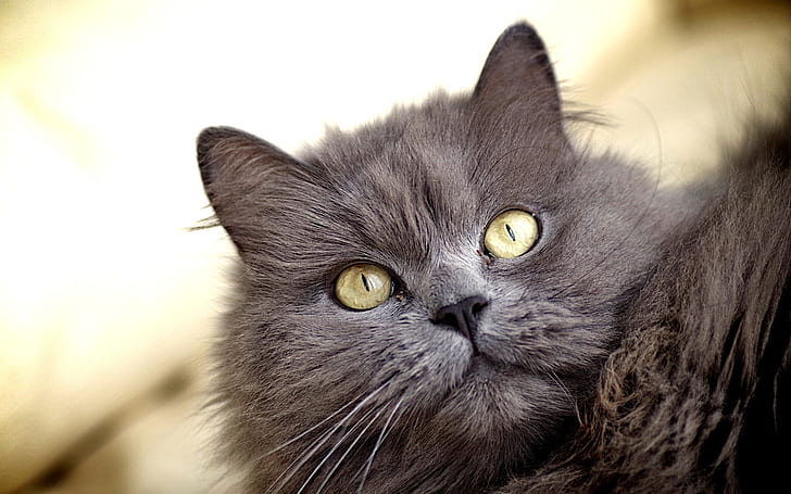 Космена сива котка, жълти очи, космена, сива, котка, жълта, очи, HD тапет