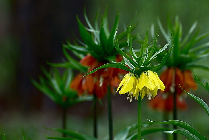 *** Fritillaria impériale ***, natura, cesarska, kwiaty, szachownica, nature et paysages, Fond d'écran HD