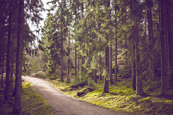 path, forest, dirt road, nature, HD wallpaper