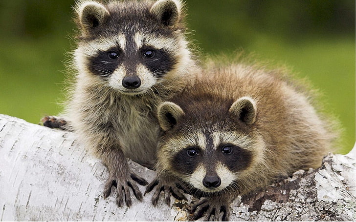 two brown-and-gray raccoons, raccoons, couple, timber, walk, HD wallpaper