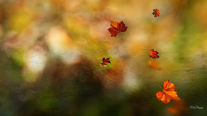 Leaf Shower, 5 maple leaves, orange, falling, lake, ripples, fall, maple, leaves, blurred, green, water, gold, river, light, glow, HD wallpaper