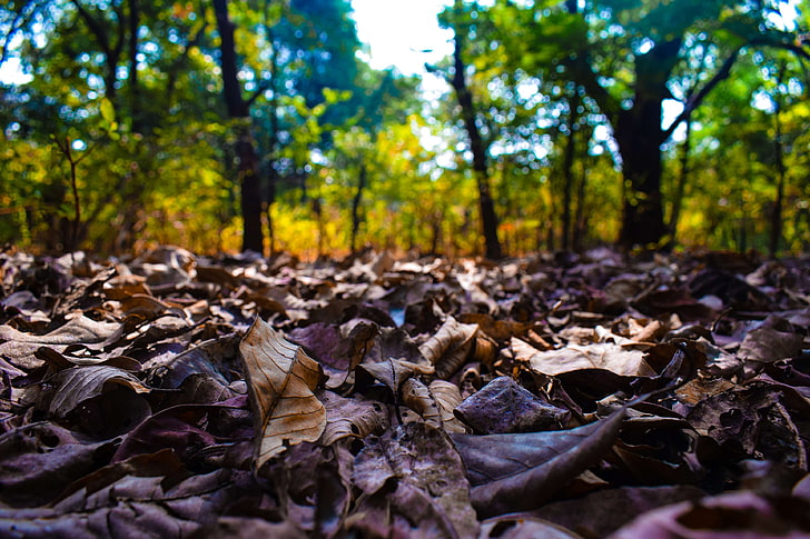 autumn, beauty, dead leaves, forest, ground, leaves, trees, HD wallpaper