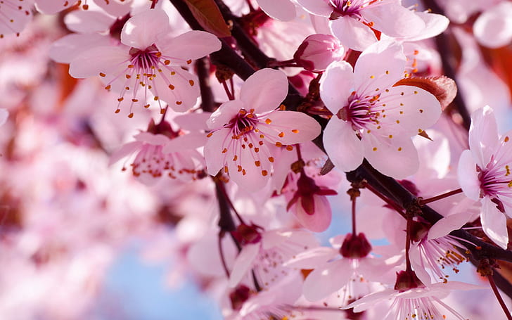 bunga sakura, pohon sakura, bunga sakura, merah muda, Wallpaper HD