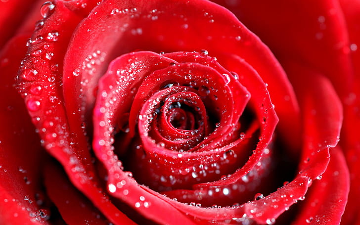 Water Drops on Red Rose HD, red rose, flowers, water, red, drops, rose, on, HD wallpaper