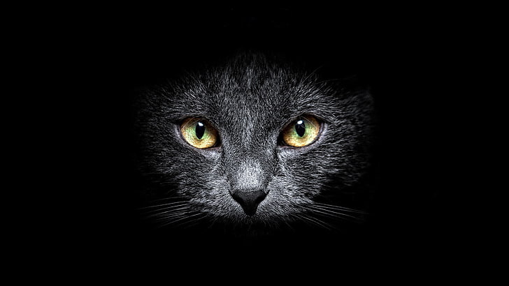 black cat, cat, muzzle, eyes, black background, HD wallpaper