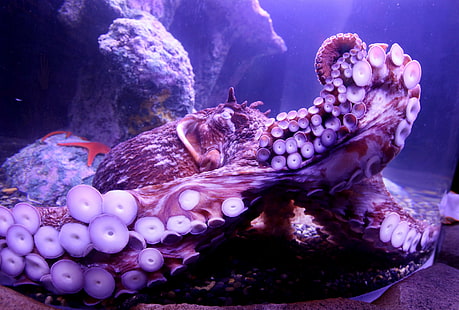 осьминог, море, подводный, HD обои HD wallpaper