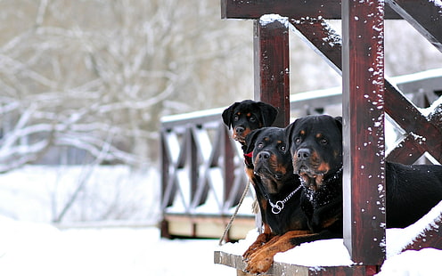 สุนัขพันธุ์ร็อตไวเลอร์ Rottweiler สุนัขที่ดีที่สุด, วอลล์เปเปอร์ HD HD wallpaper