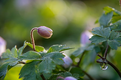 macro photo of pink flower bud, wood anemone, wood anemone, Wood Anemone, macro, photo, pink, flower bud, Alnarp, spring, springtime, vår, exif, model, canon eos, 760d, geo, country, camera, city, iso_speed, state, geo:location, lens, ef, s18, f/3.5, aperture, ƒ / 5, focal_length, mm, canon, nature, leaf, plant, freshness, close-up, green Color, HD wallpaper HD wallpaper