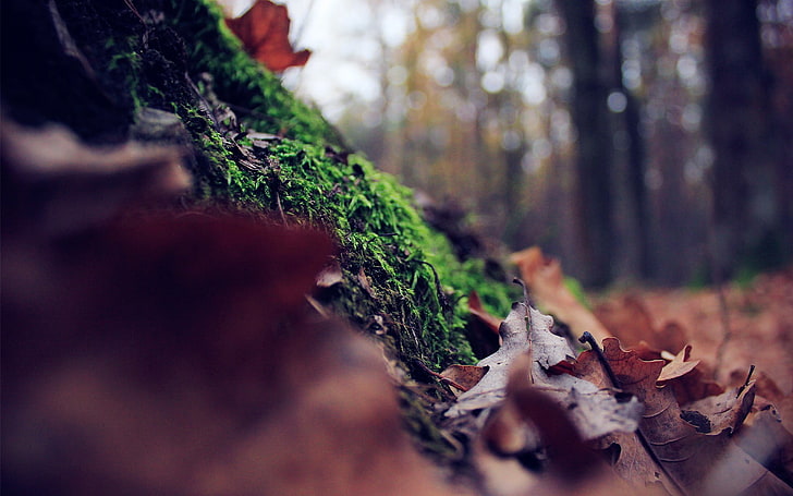 изсушени листа, фотография със селективен фокус на зелен мъх, листа, гора, дълбочина на полето, мъх, природа, HD тапет