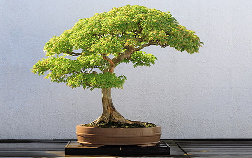 bonsai, Fondo de pantalla HD HD wallpaper