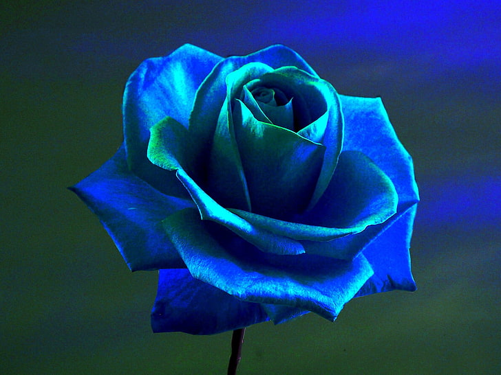 blue flower, rose, blue rose, flowers, blue flowers, HD wallpaper
