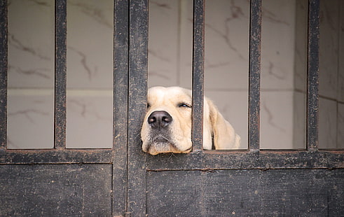 สุนัขลาบราดอร์รีทรีฟเวอร์, วอลล์เปเปอร์ HD HD wallpaper