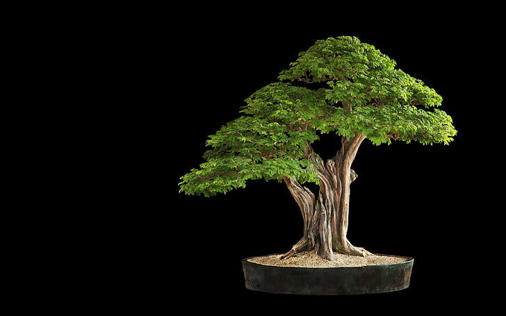 Baum-Bonsai-Baum-Schwarzes HD, Natur, Schwarzes, Baum, Bonsais, HD-Hintergrundbild