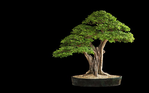 Pohon Bonsai Pohon Hitam HD, alam, hitam, pohon, bonsai, Wallpaper HD HD wallpaper