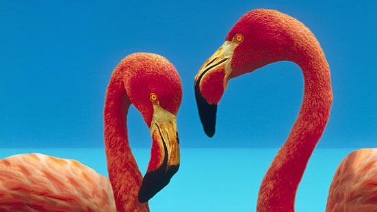 animais, flamingos, pássaros, HD papel de parede HD wallpaper