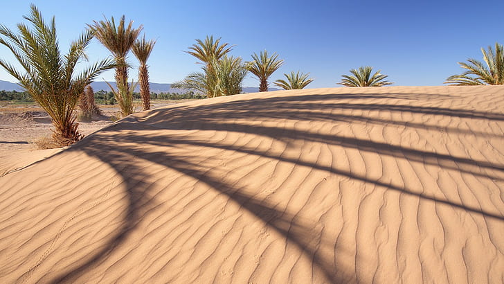 nature, landscape, palm trees, sand, desert, dune, shadow, trees, hills, HD wallpaper