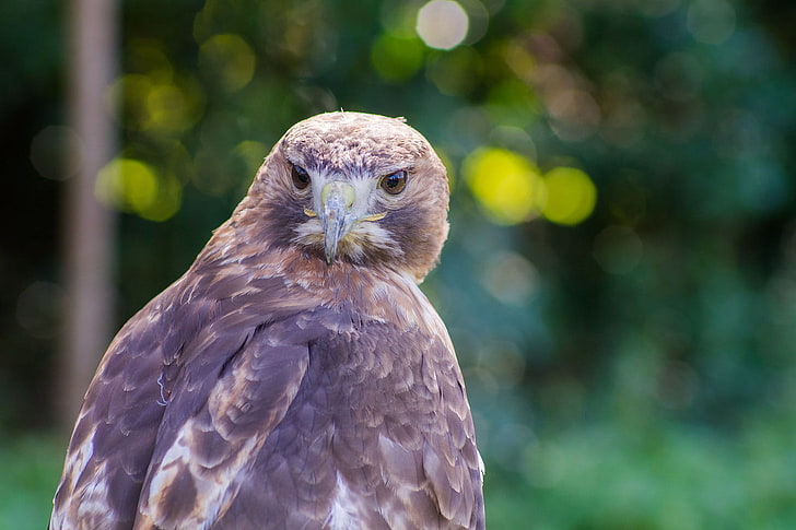 faucon brun et gris, vautour rouge nord-américain, vautour, aigle, oiseau, prédateur, Fond d'écran HD