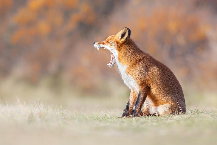 fox animals yawning teeth, HD wallpaper