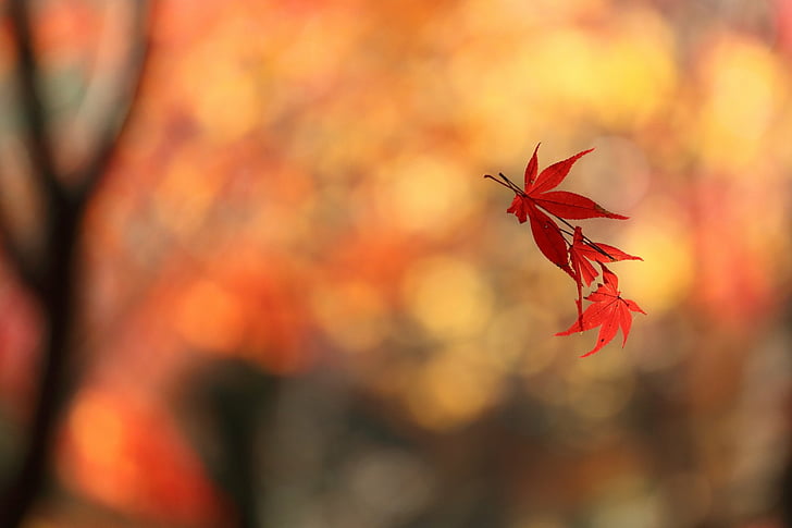Earth, Leaf, Bokeh, Fall, Floating, Maple Leaf, HD wallpaper