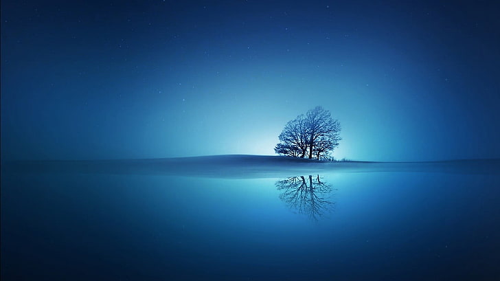 голое дерево окружено водой, деревьями, отражением, HD обои