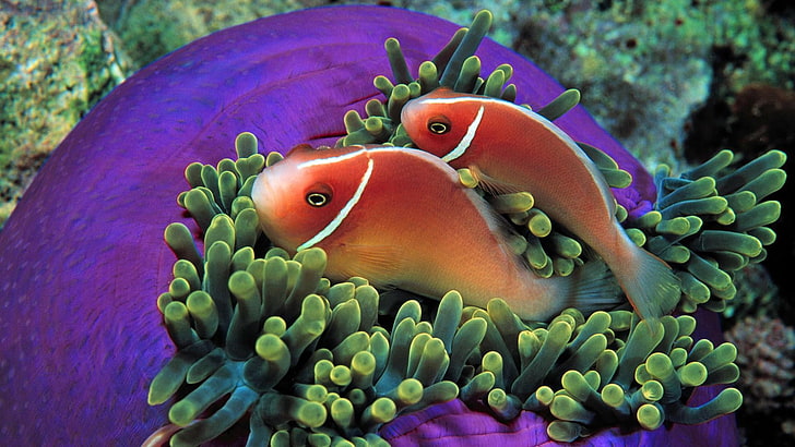 fish, clownfish, anemone fish, marine biology, coral reef, sea anemone, marine, coral, underwater, reef, pomacentridae, tropical fish, HD wallpaper