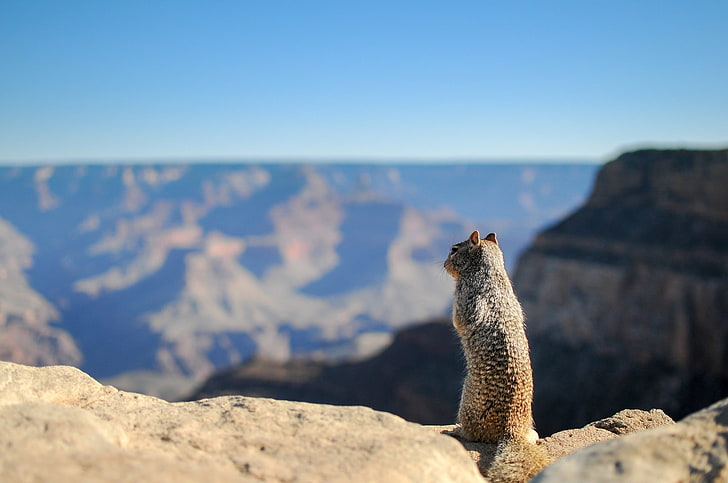 brown and black leopard print ceramic vase, animals, depth of field, Grand Canyon, squirrel, HD wallpaper