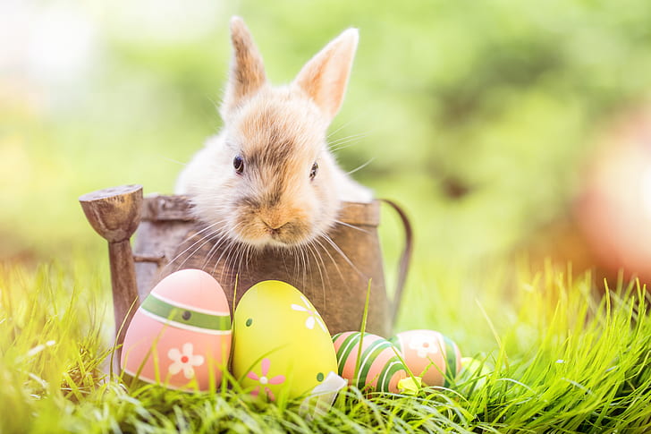 hierba, flores, conejo, Pascua, feliz, primavera, huevos, conejito, decoración, los huevos pintados, Fondo de pantalla HD