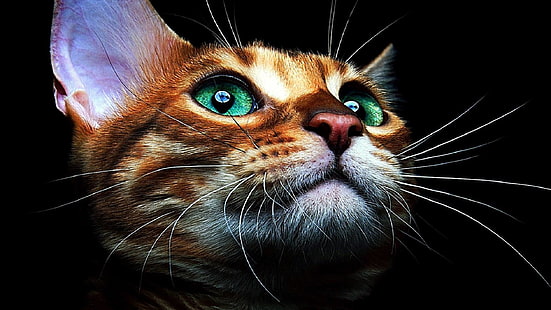 traurig, kätzchen, katze, kitty, HD-Hintergrundbild HD wallpaper