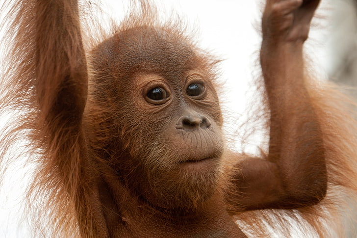 ลิงสีน้ำตาลลิงลิงมือขน, วอลล์เปเปอร์ HD