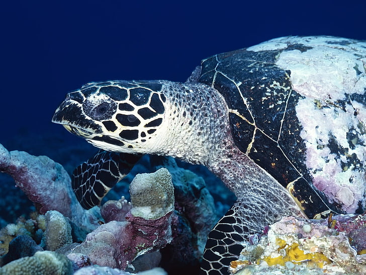 tessuto leopardato marrone e nero, mare, sott'acqua, tartaruga, corallo, Sfondo HD
