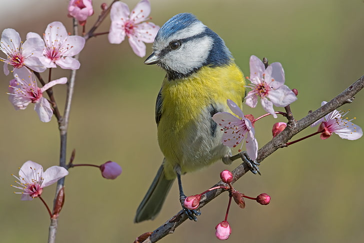 branches, bird, spring, flowering, flowers, Tit, Blue tit, HD wallpaper