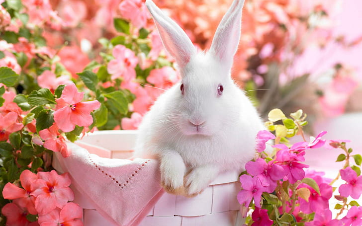 الربيع الأرنب ، الربيع ، الأرنب ، الحيوانات لطيف، خلفية HD
