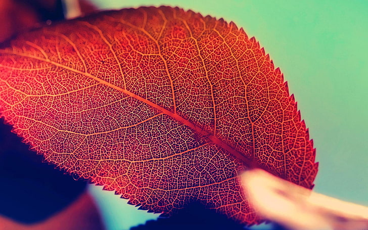 rotes Blatt, Makro, Blätter, rot, Pflanzen, HD-Hintergrundbild