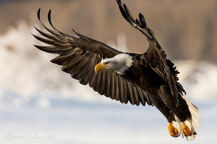 brown and white eagle, eagle, bird, wings, flap, HD wallpaper