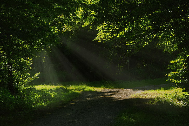 アート アーティスト 魅惑的な 森 光 魔法 自然 ニコン 平和 写真 リラックス 道路 静寂 ソフト 日の出 太陽 Hdデスクトップの壁紙 Wallpaperbetter