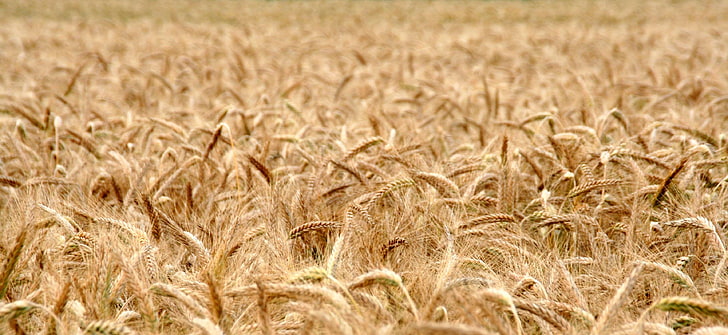 пека, хляб, зърнени култури, царевично поле, сладък, ям, поле, брашно, храна, реколта, хранене, панорама, семена, пшеница, пшенично поле, HD тапет