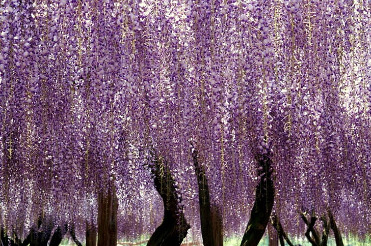 Wisteria Draping, trellis, wisteria, purple wisteria, purple, 3d and abstract, HD wallpaper