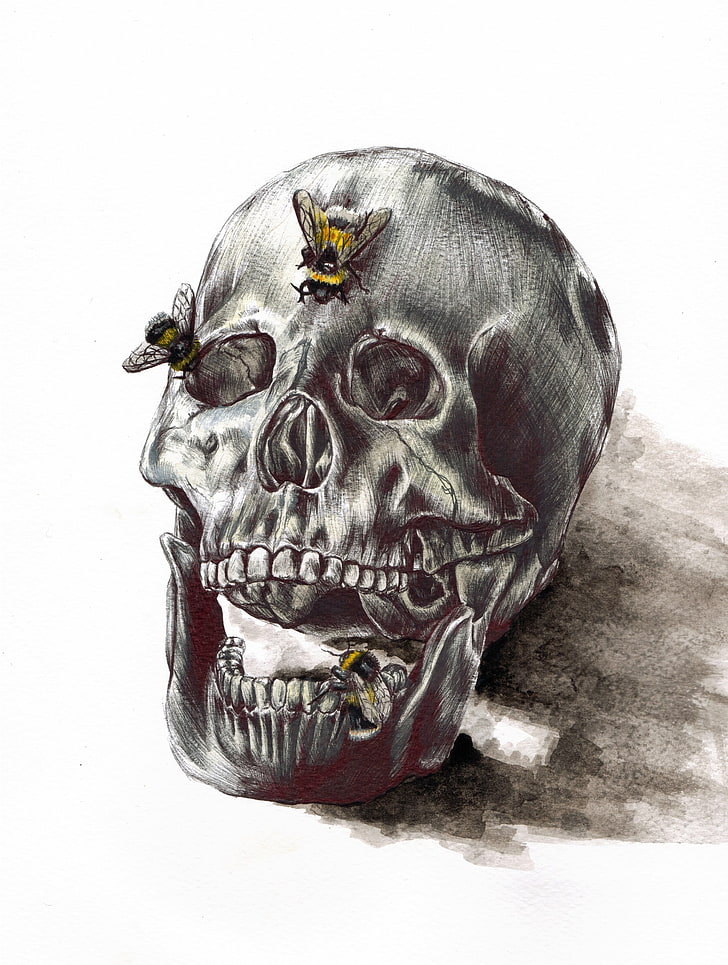꿀벌 스케치, 작품, 뼈, 두개골, 곤충, 그림 회색과 검은 색 두개골, HD 배경 화면, 핸드폰 배경화면