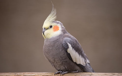 นก Cockatiel นก, วอลล์เปเปอร์ HD HD wallpaper