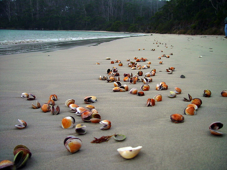 Aboned Shells, shells, tasmania, water, beach, tide, sand, ocean, australia, pippies, 3d and abstract, HD wallpaper