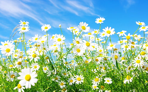 Spring Daisy, daisy, flowers, nature, landscape, scenery, HD wallpaper HD wallpaper