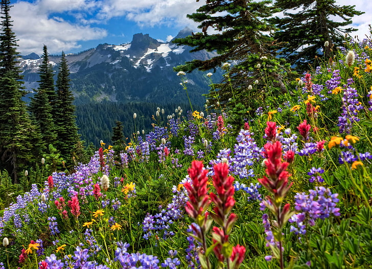 assorted-color petaled flower field, flowers, mountains, meadow, Mount Rainier National Park, HD wallpaper