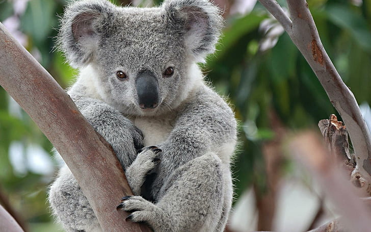 Koala, ours koala, animaux, 1920x1200, koala, Fond d'écran HD