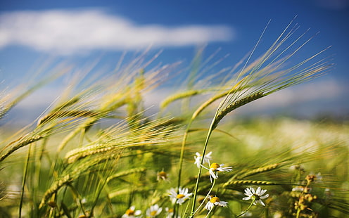 rumput gandum, telinga, chamomile, lapangan, angin, tiupan, Wallpaper HD HD wallpaper