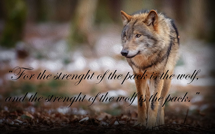 Zitat, Wolf, das Dschungelbuch, HD-Hintergrundbild