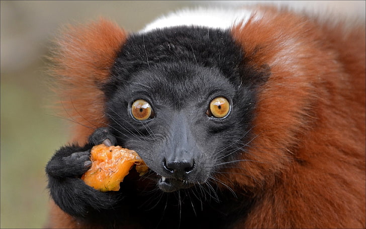 zwierzę czerwone, czarne i białe, małpa, niespodzianka, twarz, jedzenie, Tapety HD