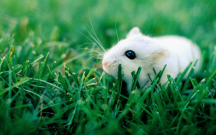Hamster, putih, Wallpaper HD