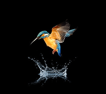 رذاذ الماء ، الطائر الطنان ذو الذيل الأزرق، خلفية HD HD wallpaper