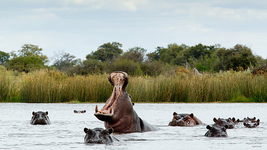 Hipopotamy, Afryka, Zwierzęta, Tapety HD HD wallpaper